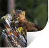 MuchoWow® Wandtattoo Wandsticker Wandaufkleber Marder - Produktbild-Vorschau 1