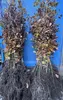 1x Rotbuche Fagus sylvatica 100-150 cm wurzelnackt Produktbild-Vorschau 2