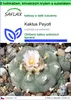 SAFLAX Garden to go - Kaktus Peyotl - Lophophora williamsii Náhled obrázku produktu 1