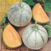 BuzzyCukrový melón Charentais - semená- cca 0,3 gr (= cca Náhľad obrázku produktu 4