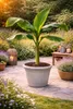 Musa Basjoo winterharte Banane 100-140 cm  winterfest  Produktbild-Vorschau 1