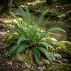 Stauden Gänge 1 x Blechnum spicant im 1 Liter Topf - Produktbild-Vorschau 2