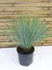 [Palmenlager] Yucca rostrata 60-80 cm - Stamm 10-15 cm - Produktbild-Vorschau 1