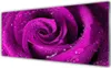 Glasbilder 125x50 Wandbild Druck auf Glas Rose Pflanzen Produktbild-Vorschau 1
