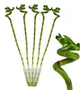 Sada 5ks štastných bambusu 'Lucky Bamboo' - spirála - v Náhled obrázku produktu 2