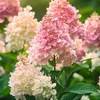 Hortensie - 3 Stk - Hydrangea paniculata 'Pink Lady' - Höhe Produktbild-Vorschau 3