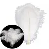 Pštrosie perie, cca 20-30 cm, 20 kusov, biele Náhľad obrázku produktu 1