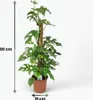 Monstera Minima am Moosstab grün 90cm 19cm Zimmerpflanze Produktbild-Vorschau 5