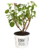 Dehner Schneeball-Hortensie Pink Annabelle®, pink-farbene Produktbild-Vorschau 1
