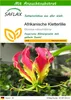 SAFLAX - Afrikanische Kletterlilie - Gloriosa Produktbild-Vorschau 1