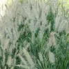 4 Pflanzen Lampenputzergras 'Hameln' XL, Pennisetum Produktbild-Vorschau 3