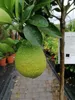 Citrus sinensis 140-170 cm avec fruits - Orange véritable - Voir les images du produit 2