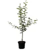 A young apple tree in a black pot, isolated on a white background. Produktbild-Vorschau