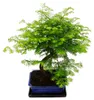 Venkovní bonsai Metasequoia glyptostroboides – sekvojice Náhled obrázku produktu 3