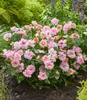 BALDUR Garten 1x Rose 'Amirose®', Pflanze im 14 cm-Topf, Produktbild-Vorschau 3