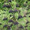 Holunder Haschberg - großfruchtige Ertragssorte - 40-80cm Produktbild-Vorschau 1