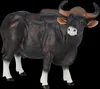 Mojo Fun Gaur Bull, 3 rok / roky, Wildlife, Čierna, Hnedá, Náhľad obrázku produktu 5