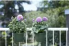 Two potted purple flowers on a white railing, with trees and buildings in the background. Náhľad obrázku produktu