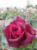 Rosa Gräfin Diana ® - Stammrose - Parfuma Rose ® - Kordes Produktbild-Vorschau 1