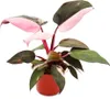 Filodendron Pink Princess - rózowo-czarny przyjaciel drzewa Podgląd zdjęcia produktu 1