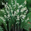 Stauden Gänge 10 x Convallaria majalis - Maiglöckchen - Der Produktbild-Vorschau 2