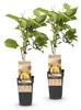 Green boutiQ - Obst Pflanze - Actinidia deliciosa Golden Produktbild-Vorschau 1
