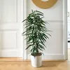 Ficus pleureur - Ficus binnendijkii - Hauteur 100-110cm - Voir les images du produit 4