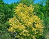 Viburnum opulus, Gewöhnlicher Schneeball, 40–60 cm, weiße Produktbild-Vorschau 14