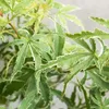 Bloomique - 4er Set - Acer Butterfly - Japanischer Ahorn - Produktbild-Vorschau 4