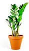 Gardners Zamioculcas zamiifolia, priemer 11 cm Náhľad obrázku produktu 1