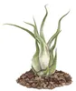 Tillandsia caput-medusae – voľne predávaná rastlina – veľká Náhľad obrázku produktu 1