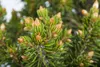 Picea abies 'Will's Zwerg', Fichte, kompakt, 50–60 cm Produktbild-Vorschau 1