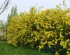 Kerria japonica 'Pleniflora', Ranunkelstrauch, gelb, 40–60 Produktbild-Vorschau 13