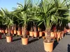XXL Palme winterhart 180 cm Trachycarpus fortunei, Produktbild-Vorschau 10