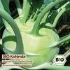Samenliebe  Kohlrabi Samen | Superschmelz - riesig - Produktbild-Vorschau 4