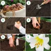 Winterharde dahlia-bollen, meerjarig - Collectie Productafbeelding-voorbeeld 4