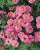 Raublatt-Aster Rudelsburg, im Topf - Aster novae-angliae Produktbild-Vorschau 2