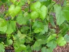Winorośl Swenson Red 2L Podgląd zdjęcia produktu 7