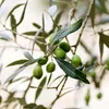 Olivenbaum - Olea europaea - Höhe 90-100cm - ⌀21cm Produktbild-Vorschau 4