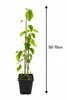 Weiße Maulbeere 50–70 cm (Morus alba) – Winterharter Produktbild-Vorschau 5