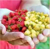 100x Riesen Wald Erdbeeren Gemischt Mix Obst Pflanzen - Produktbild-Vorschau 2