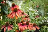 Stauden Gänge 3 x Echinacea purpurea ‚Cheyenne Spirit' - Produktbild-Vorschau 4