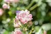 Bodendeckerrose The Fairy C 15- 20 Produktbild-Vorschau 8