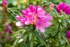 Rhododendron Hybride Graziella 30-40 cm, im Topf, immergrün Produktbild-Vorschau 8