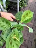Maranta Leuconeura 'variegata ' env. 30 cm Arrow root - Voir les images du produit 2
