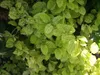 Caprifoglio Aureoreticulata giapponese 2L Anteprima dell’immagine prodotto 7