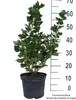 Gelbe Stachelbeere `Goldling´, 40-60cm im 3 Liter Topf Produktbild-Vorschau 2