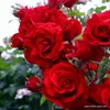 Růže  – Popínavá růže Kordes – Rosa 'Amadeus'® Náhled obrázku produktu 2