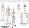 Anatomie Modell Skelett Auswahl Lebensgroß 180 cm oder Produktbild-Vorschau 1