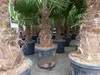 5 Stück Trachycarpus Fortunei - winterharte Hanfpalme XXL Produktbild-Vorschau 3